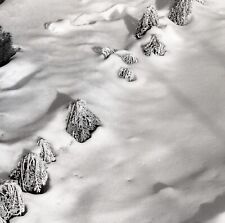 Winter Scene Dead Plants in the Snow B&W Medium Format Negatives (2) picture