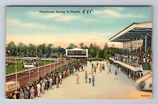 FL- Florida, Greyhound Racing, Antique, Vintage Souvenir Postcard picture