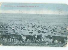 1908 Western Beef Herd Grazing POSTMARKED ROCK SPRINGS WYOMING 6/7 AC4288 picture