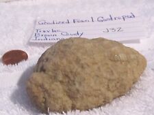 Unusual Geodized Gastropod from Trevlac, Indiana, 3.0