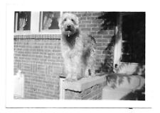Bizarre Dog Drooling, Vintage Snapshot Photo picture