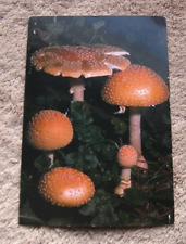 1960's Postcard VA Shenandoah National Park Mushroom picture