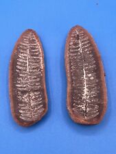 Lot 2 Fossil Ferns Reddish Brown 4” picture