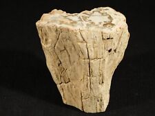 Perfect BARK 225 Million Year Old Polished Petrified Wood Fossil 443gr picture
