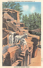 National Zoological Park  BARBARY SHEEP Washington DC Unposted c1940 Postcard picture