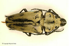 Trictenotoma childreni, nice + 45mm, Thailand, A1 / A- picture