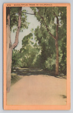 Eucalyptus Trees in California Linen Postcard No 6185 picture
