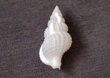 Nassaria fusiformis 41 mm  GEM  BIG size Angelic white beauty  collection  picture