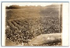 1915 View Of Farm Field Leonard Michigan MI RPPC Photo Posted Antique Postcard picture