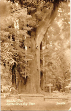 RPPC Postcard Wonder Tree Giant Redwood Santa Cruz California EKC Unposted picture