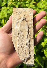 RARE Fossil Crinoid in Matrix Rhopocrinus Alabama Bangor Limestone Formation picture