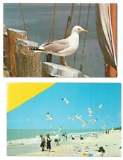 2 Sea Gull Bird Postcards Gulls picture