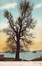 Vancouver Washington Witness Tree First Settlers HAS DAMAGE Vtg Postcard B50 picture