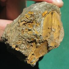 Rarity Blastoid Fossil Pachyblastus dicki Bolivia picture