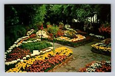 St Louis MO-Missouri, Chrysanthemum Show, Antique, Vintage Souvenir Postcard picture