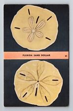 FL-Florida, Florida Sand Dollars, Antique Vintage Souvenir Postcard picture