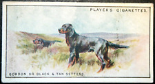 GORDON SETTER  Vintage 1924  Illustrated Dog Card  GD01MS picture