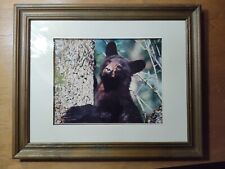 Ken Jenkins Photography Bear Cub Climbing Tree picture