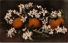 ORANGES AND FRAGRANT WHITE BLOSSOMS POSTCARD FL FLORIDA Hand Colored picture