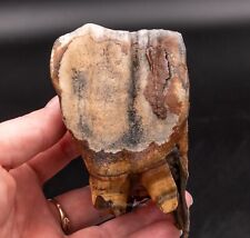  Fossil Fine Woolly R. Tooth w/ Roots Siberia  1453 picture