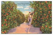Vintage Orange Time in Florida FL Postcard Unposted Linen picture