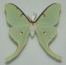 Saturniidae - Actias luna - Luna Moth - #38 - male picture