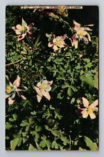Columbine, Colorado State Flower Vintage Souvenir Postcard picture