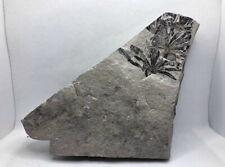 Jurassic leaf plant Fossils from the Ice Age picture