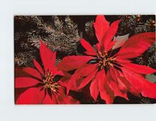 Postcard Beautiful Red Poinsettias picture