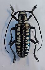 Cerambycidae: longhorn beetle Anoplophora ausanga 35-39mm picture