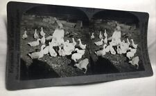 Antique Keystone View Stereoview Card “Ducks In The Farmyard” P-6073 P127 ~ Girl picture