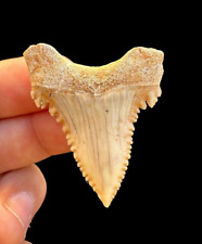 Awesome Mosasaurus Tooth Fossil in Natural Matrix - awesome Prehistoric fossil picture