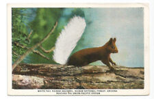 AZ Postcard Kaibab National Forest Arizona White Tail Squirrel Union Pacific RR picture