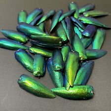 50 Green Blue Jewel Beetle Elytra Sternocera Insect wings Jewelry USA SELLER picture