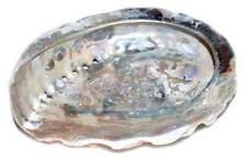 Small Abalone Shell ~3