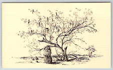 c1960s Southwestern Desert Plants Edith Short Mesquite Tree Vintage Postcard picture