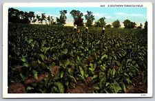 Postcard Farm Workers in Southern U.S. Tobacco Field c1920s picture