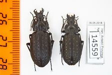 Carabus (Limnocarabus) clathratus stygius Carabidae Iran 2 ex. A1 14559 picture