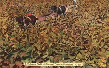 Vintage Postcard A Tobacco Field At Harvest Time In Dixieland Asheville Post picture