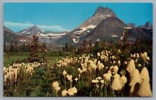 Bear Grass At Mt. Wilbur Glacier National Park Montana Postcard picture