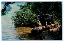 1957 Big Black Bear Scene, Greetings Eagle River Wisconsin WI Postcard picture