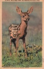 Postcard MT WY Yellowstone National Park Mule Deer Fawn 1952 Vintage PC H3441 picture