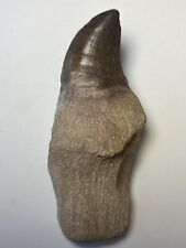 Real Rooted Mosasaur Tooth picture