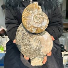 7.48LB Large natural and beautiful ammonite fossils and conch crystal specimens picture