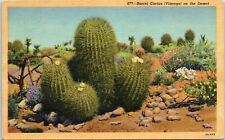 c1940s Postcard Barrel Cactus Visnaga On The Desert picture