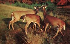 Trio of Deer From Maine Vintage Postcard Unposted picture