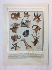 1946 print ~ AN EXHIBIT OF HORNED ANIMALS picture