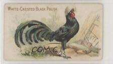 1907 Philadelphia Caramel Zoo Chickens E31 White-Crested Black Polish z6d picture