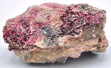 LARGE & VIVID Deep Red/Purple ERYTHRITE on Matrix (2020 Tucson Mineral Show) picture