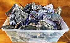 Abalone Pieces 20 POUNDS Wholesale Jeweler Jewelry Making Artist Mendocino Coast picture